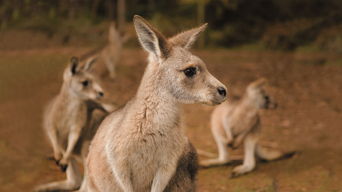 Australia-NewZealand